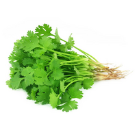 FRESH CORIANDER LEAVES BUNCH