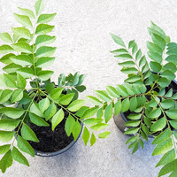 CURRY LEAVE PLANT